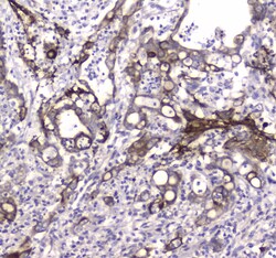 Invitrogen LC3A Polyclonal Antibody 100 &mu;g; Unconjugated:Antibodies,