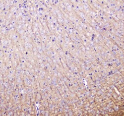 Invitrogen LC3A Polyclonal Antibody 100 &mu;g; Unconjugated:Antibodies,