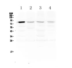 Invitrogen POLI Polyclonal Antibody 100 &mu;g; Unconjugated:Antibodies,