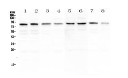 Invitrogen POLI Polyclonal Antibody 100 &mu;g; Unconjugated:Antibodies,