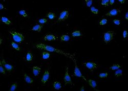 Invitrogen AMPK alpha-1 Polyclonal Antibody 100 &mu;g; Unconjugated:Antibodies,
