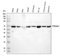 Invitrogen AMPK alpha-1 Polyclonal Antibody 100 &mu;g; Unconjugated:Antibodies,