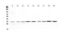 Invitrogen HLF Polyclonal Antibody 100 &mu;g; Unconjugated:Antibodies,