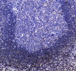 Invitrogen SHIP1 Polyclonal Antibody 100 &mu;g; Unconjugated:Antibodies,