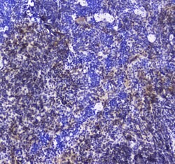 Invitrogen SHIP1 Polyclonal Antibody 100 &mu;g; Unconjugated:Antibodies,