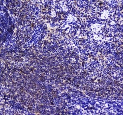 Invitrogen SHIP1 Polyclonal Antibody 100 &mu;g; Unconjugated:Antibodies,