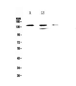 Invitrogen SHIP1 Polyclonal Antibody 100 &mu;g; Unconjugated:Antibodies,