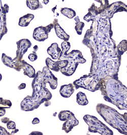 Invitrogen RAB6A Polyclonal Antibody 100 &mu;g; Unconjugated:Antibodies,