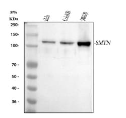 Invitrogen Smoothelin Polyclonal Antibody 100 &mu;g; Unconjugated:Antibodies,
