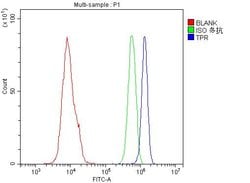 Invitrogen TPR Polyclonal Antibody 100 &mu;g; Unconjugated:Antibodies,