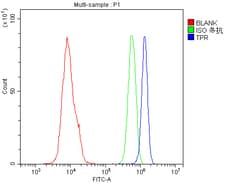 Invitrogen TPR Polyclonal Antibody 100 &mu;g; Unconjugated:Antibodies,