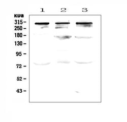 Invitrogen TPR Polyclonal Antibody 100 &mu;g; Unconjugated:Antibodies,