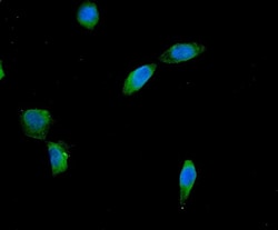 Invitrogen AES Polyclonal Antibody 100 &mu;g; Unconjugated:Antibodies,