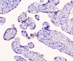 Invitrogen AES Polyclonal Antibody 100 &mu;g; Unconjugated:Antibodies,