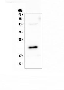 Invitrogen AES Polyclonal Antibody 100 &mu;g; Unconjugated:Antibodies,