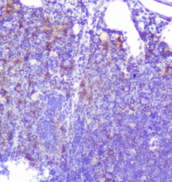 Invitrogen Caspase 2 Polyclonal Antibody 100 &mu;g; Unconjugated:Antibodies,