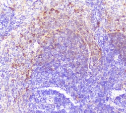 Invitrogen Caspase 2 Polyclonal Antibody 100 &mu;g; Unconjugated:Antibodies,