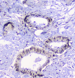 Invitrogen Properdin Polyclonal Antibody 100 &mu;g; Unconjugated:Antibodies,