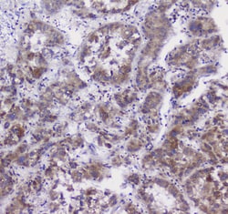 Invitrogen Properdin Polyclonal Antibody 100 &mu;g; Unconjugated:Antibodies,