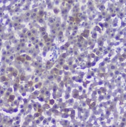 Invitrogen Properdin Polyclonal Antibody 100 &mu;g; Unconjugated:Antibodies,