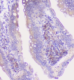 Invitrogen Properdin Polyclonal Antibody 100 &mu;g; Unconjugated:Antibodies,