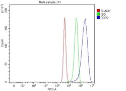 Invitrogen DDR2 Polyclonal Antibody 100 &mu;g; Unconjugated:Antibodies,
