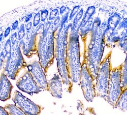Invitrogen DDR2 Polyclonal Antibody 100 &mu;g; Unconjugated:Antibodies,