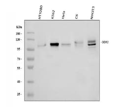 Invitrogen DDR2 Polyclonal Antibody 100 &mu;g; Unconjugated:Antibodies,