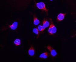 Invitrogen DDT Polyclonal Antibody 100 &mu;g; Unconjugated:Antibodies,