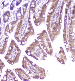 Invitrogen DDT Polyclonal Antibody 100 &mu;g; Unconjugated:Antibodies,