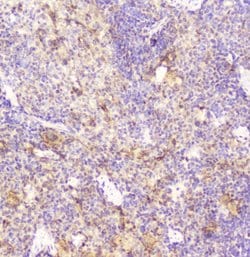 Invitrogen DDT Polyclonal Antibody 100 &mu;g; Unconjugated:Antibodies,
