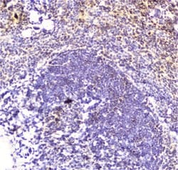 Invitrogen DDT Polyclonal Antibody 100 &mu;g; Unconjugated:Antibodies,