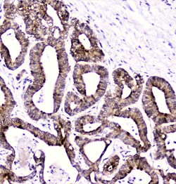 Invitrogen DDT Polyclonal Antibody 100 &mu;g; Unconjugated:Antibodies,