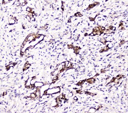 Invitrogen DDT Polyclonal Antibody 100 &mu;g; Unconjugated:Antibodies,