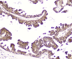 Invitrogen DDT Polyclonal Antibody 100 &mu;g; Unconjugated:Antibodies,