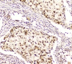 Invitrogen DDT Polyclonal Antibody 100 &mu;g; Unconjugated:Antibodies,