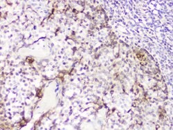 Invitrogen DDT Polyclonal Antibody 100 &mu;g; Unconjugated:Antibodies,