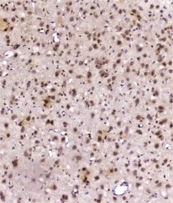 Invitrogen DDT Polyclonal Antibody 100 &mu;g; Unconjugated:Antibodies,