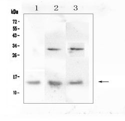 Invitrogen DDT Polyclonal Antibody 100 &mu;g; Unconjugated:Antibodies,