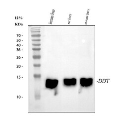 Invitrogen DDT Polyclonal Antibody 100 &mu;g; Unconjugated:Antibodies,