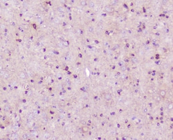 Invitrogen ELAVL2 Polyclonal Antibody 100 &mu;g | Buy Online | Invitrogen&trade; | Fisher Scientific