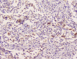 Invitrogen EML4 Polyclonal Antibody 100 &mu;g; Unconjugated:Antibodies,
