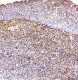 Invitrogen EML4 Polyclonal Antibody 100 &mu;g; Unconjugated:Antibodies,