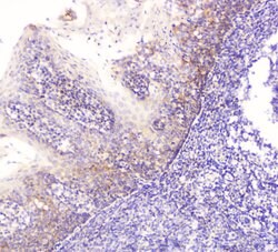 Invitrogen EML4 Polyclonal Antibody 100 &mu;g; Unconjugated:Antibodies,