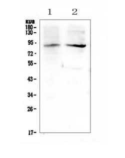 Invitrogen XPB Polyclonal Antibody 100 &mu;g; Unconjugated:Antibodies,