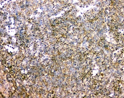 Invitrogen IFN gamma Polyclonal Antibody 100 &mu;g; Unconjugated:Antibodies,