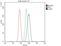 Invitrogen LATS1 Polyclonal Antibody 100 &mu;g; Unconjugated:Antibodies,