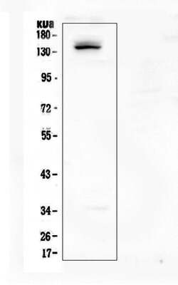 Invitrogen LATS1 Polyclonal Antibody 100 &mu;g; Unconjugated:Antibodies,