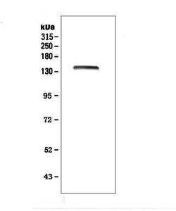 Invitrogen LRIG1 Polyclonal Antibody 100 &mu;g; Unconjugated:Antibodies,