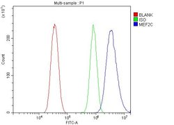 Invitrogen MEF2C Polyclonal Antibody 100 &mu;g | Buy Online | Invitrogen&trade; | Fisher Scientific